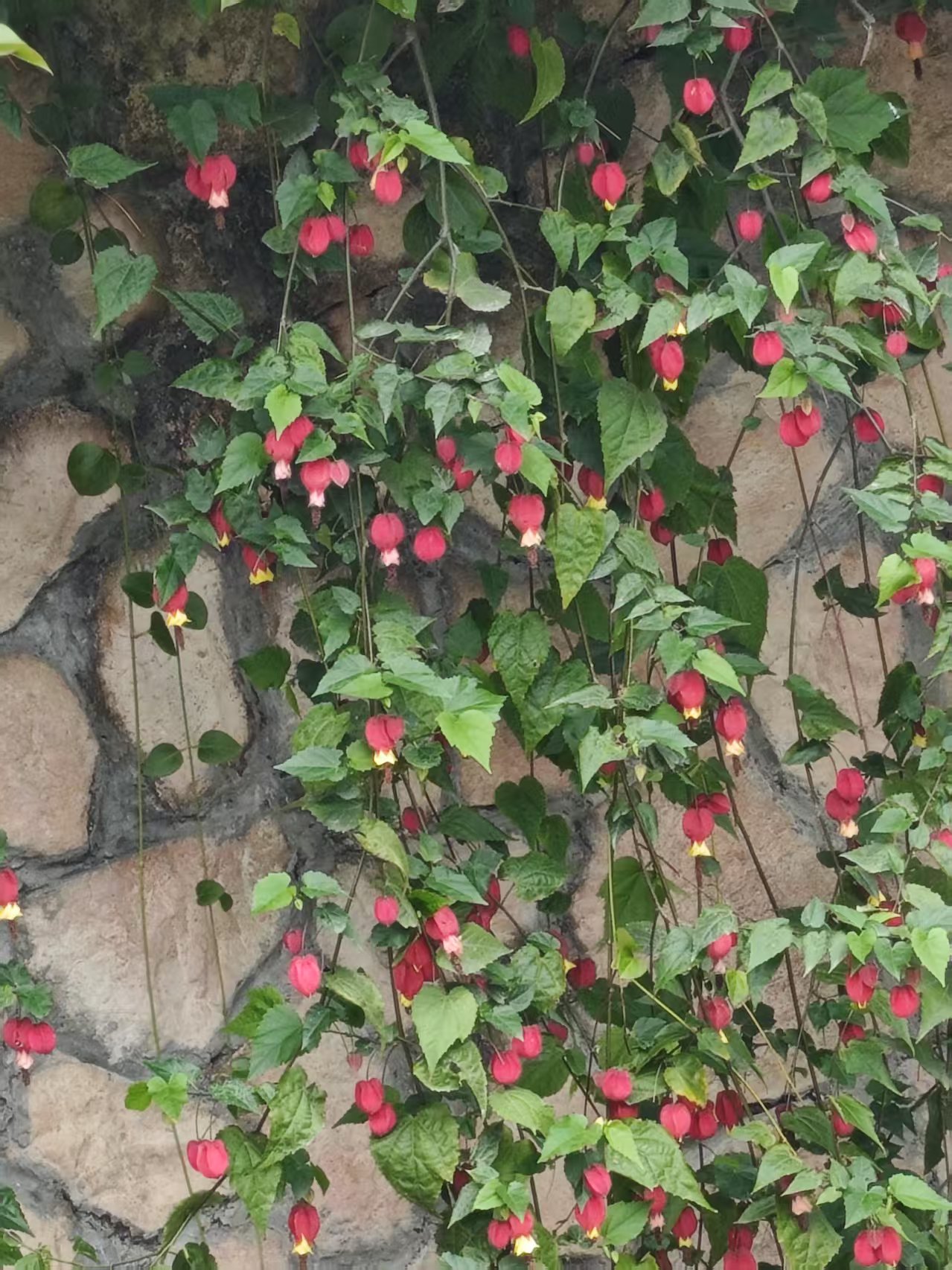 灯笼花